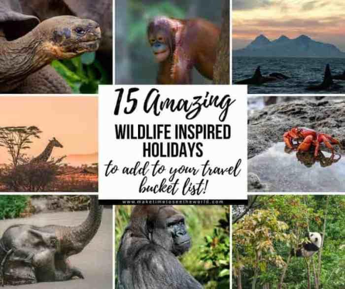 Experiences cranes wildlife wanderlust Experiences cranes wildlife wanderlust